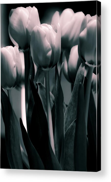 Dual Toned Acrylic Print featuring the photograph Duo-toned Tulip by Craig Perry-Ollila