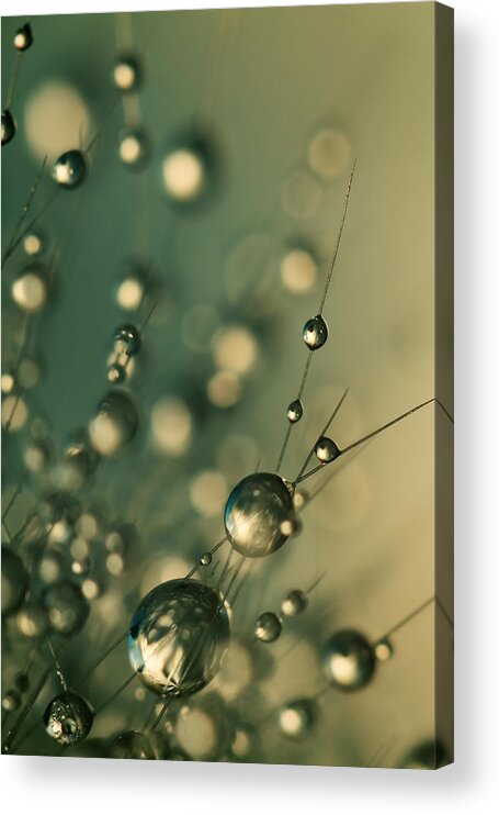 Cactus Acrylic Print featuring the photograph Dusky Blue Cactus Drops by Sharon Johnstone