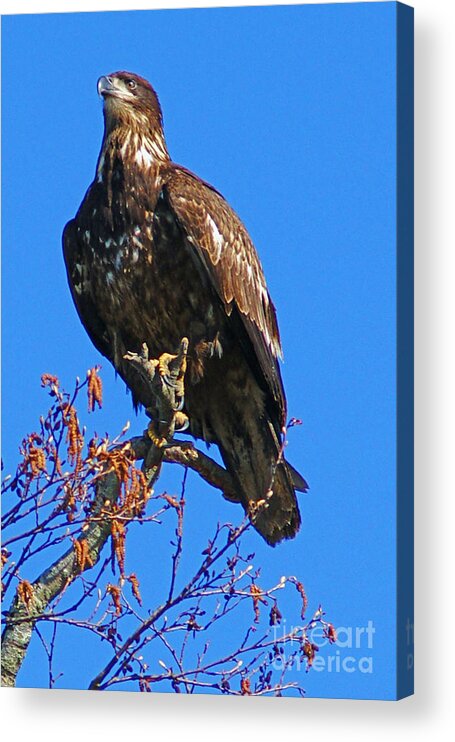 Eagles Acrylic Print featuring the photograph Eagle on Perch by Randy Harris