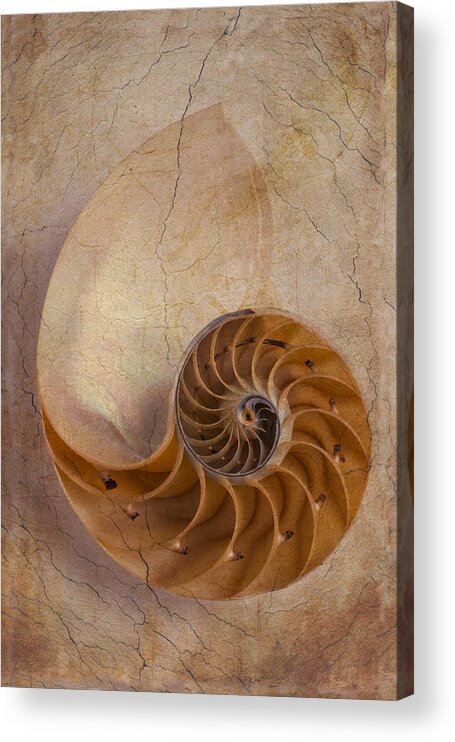 Earthy Acrylic Print featuring the photograph Earthy Nautilus Shell by Garry Gay