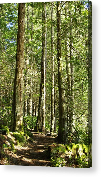East Sooke Park Acrylic Print featuring the photograph East Sooke Park Trail by Marilyn Wilson
