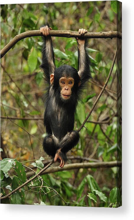 Thomas Marent Acrylic Print featuring the photograph Eastern Chimpanzee Baby Hanging by Thomas Marent