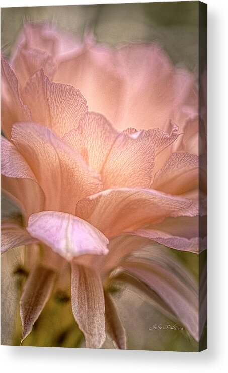 Echinopsis Acrylic Print featuring the photograph Echinopsis Los Angeles by Julie Palencia