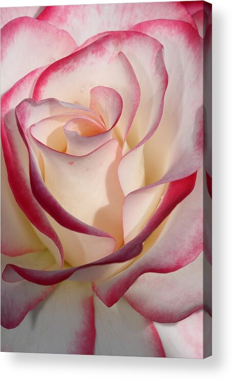 Rose Acrylic Print featuring the photograph Edged Rose by Mike Farslow