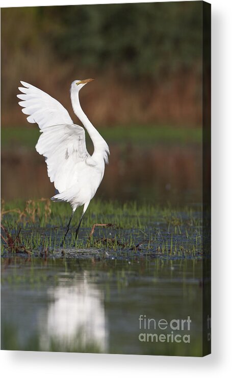 Egret Acrylic Print featuring the photograph Egret dancing by Bryan Keil