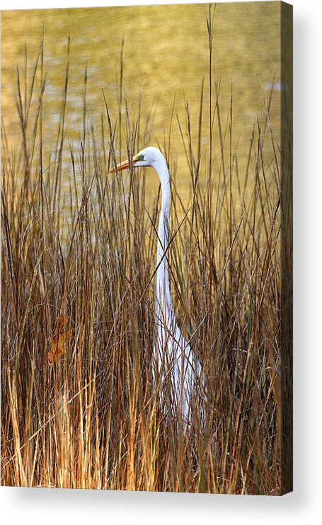 Wildlife Acrylic Print featuring the photograph Egret in the Grass by William Selander