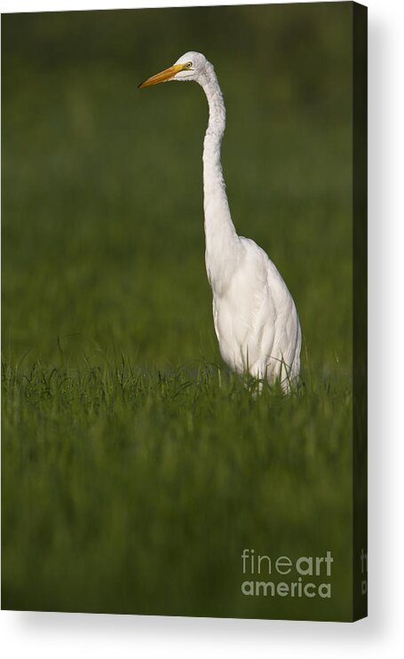 Egret Acrylic Print featuring the photograph Egret looking for lunch by Bryan Keil