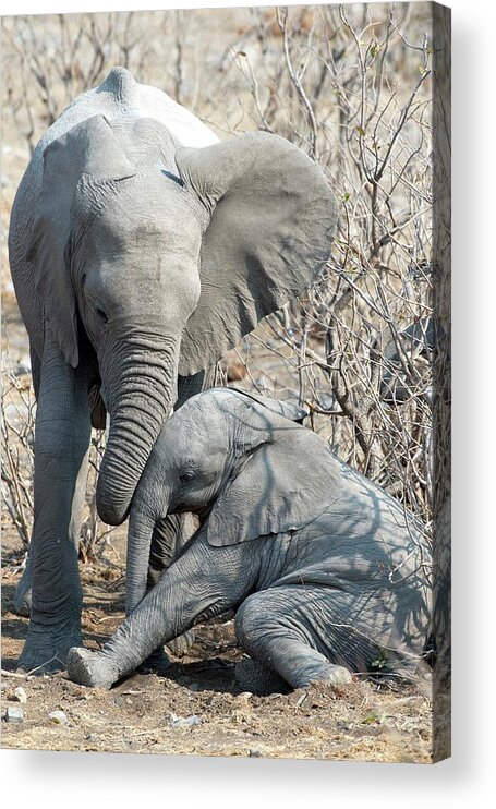 Affection Acrylic Print featuring the photograph Elephant Affection by Tony Camacho