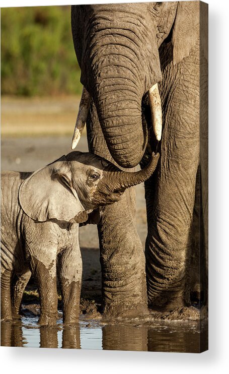 Tanzania Acrylic Print featuring the photograph Elephant Calf And Mother, Ngorongoro by Paul Souders
