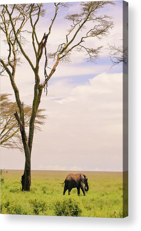 Tranquility Acrylic Print featuring the photograph Elephant Eating Grass In Serengeti With by Volanthevist