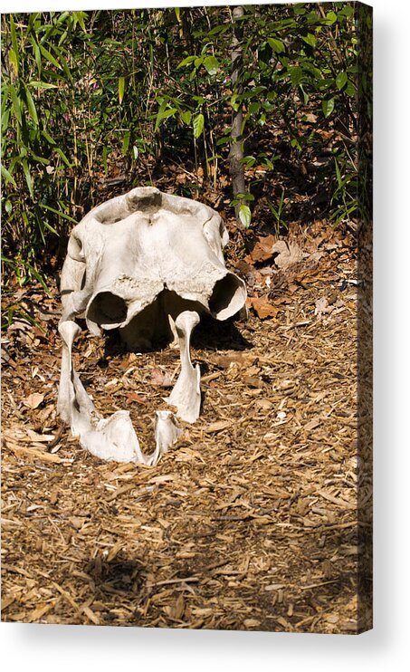 African Elephant Acrylic Print featuring the digital art Elephant Skull by Flees Photos