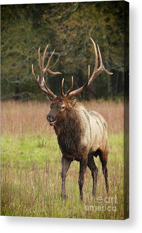 Elk Acrylic Print featuring the photograph Elk 3 by Carrie Cranwill