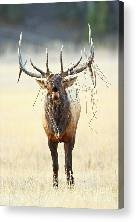 Elk Acrylic Print featuring the photograph Elk with a Headdress by Bill Singleton