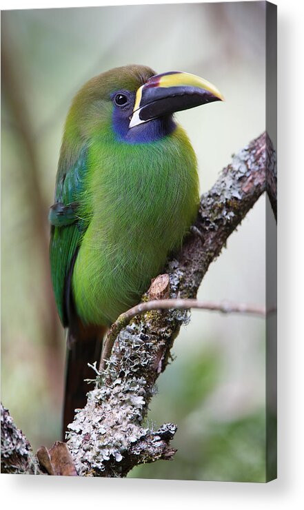 Emerald Toucanet Acrylic Print featuring the photograph Emerald Toucanet by Max Waugh