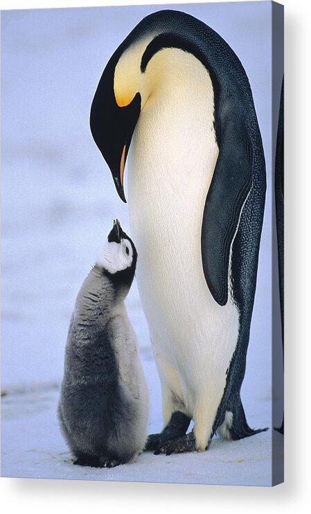 Feb0514 Acrylic Print featuring the photograph Emperor Penguin Adult With Chick by Konrad Wothe