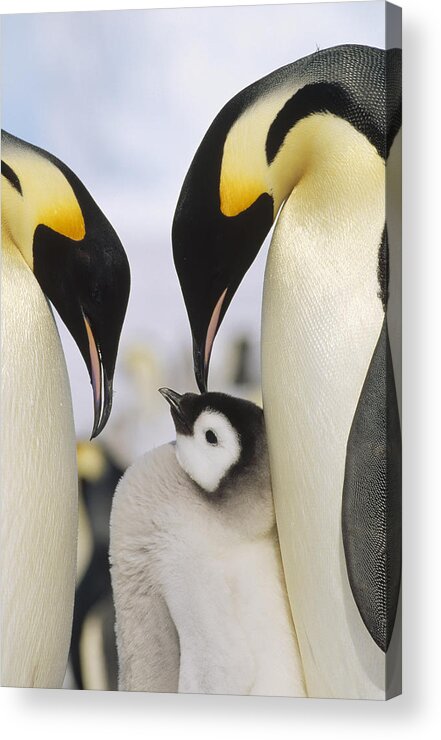 Feb0514 Acrylic Print featuring the photograph Emperor Penguin Parents With Chick by Konrad Wothe