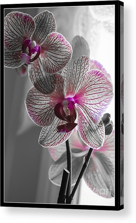 Spring Acrylic Print featuring the photograph Ethereal Orchid by Bianca Nadeau