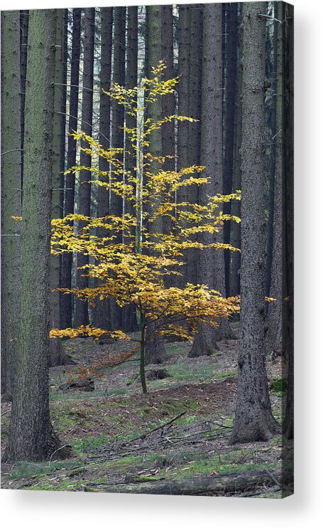 Feb0514 Acrylic Print featuring the photograph European Beech In Norway Spruce Forest by Duncan Usher