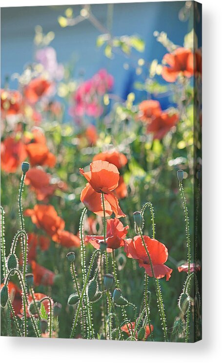 Poppies Acrylic Print featuring the photograph Evening Lights the Poppies by Lisa Knechtel