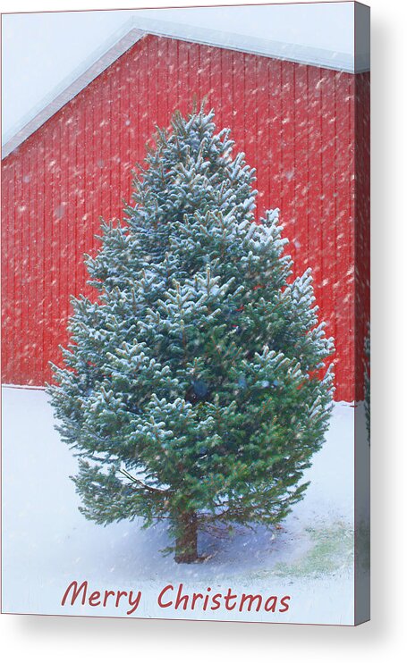 Christmas Acrylic Print featuring the photograph Evergreen in Winter 2 by Nikolyn McDonald