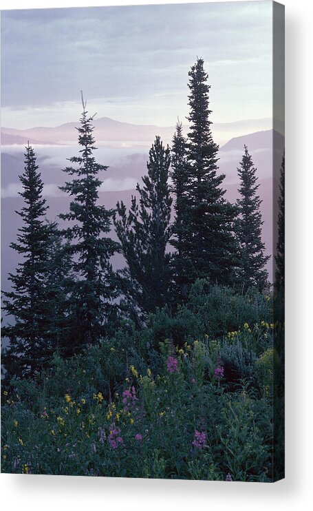 European Alps Acrylic Print featuring the photograph Evergreen trees and wildflowers in alpine meadow by Comstock