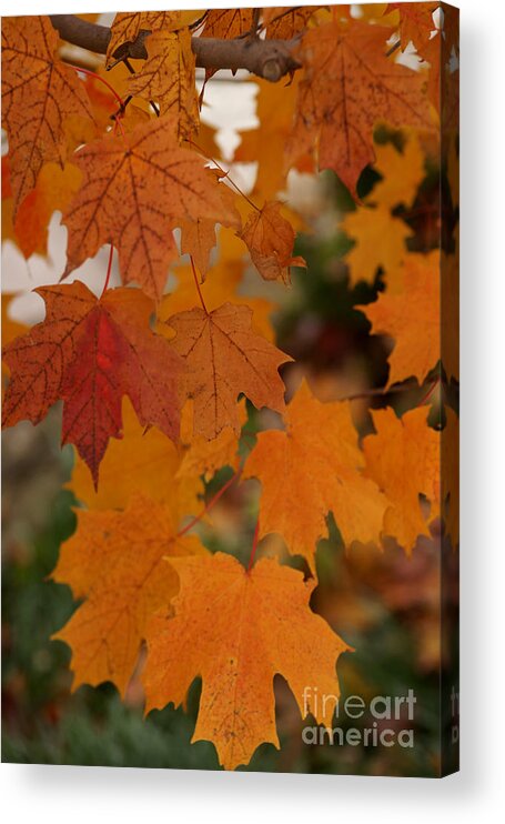 Autumn Acrylic Print featuring the photograph Every Leaf Speaks Bliss To Me by Linda Shafer