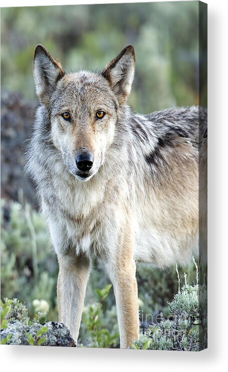 Wolf Acrylic Print featuring the photograph Eye Contact with a Gray Wolf by Deby Dixon