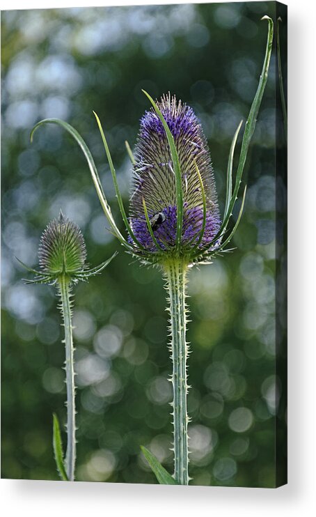 Derbyshire Acrylic Print featuring the photograph Fading Teasel Flower by Rod Johnson