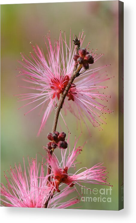 Fairy Duster Acrylic Print featuring the photograph Fairy Duster by Tamara Becker