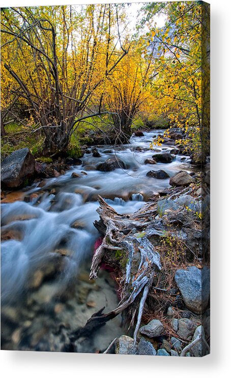 River Acrylic Print featuring the photograph Fall at Big Pine Creek by Cat Connor
