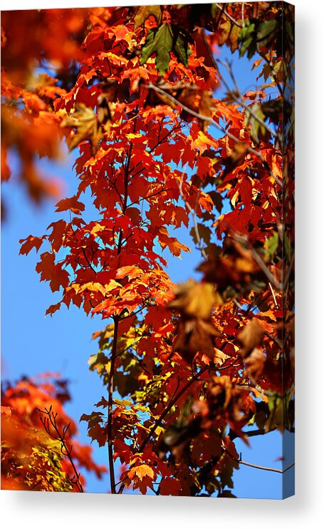 Autumn Acrylic Print featuring the photograph Fall Foliage Colors 15 by Metro DC Photography