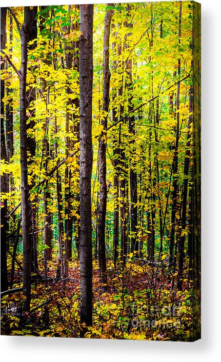Leaves Acrylic Print featuring the photograph Fall Forest by Michael Arend