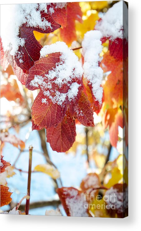 Fall Acrylic Print featuring the photograph Fall Meets Winter by Eddie Yerkish
