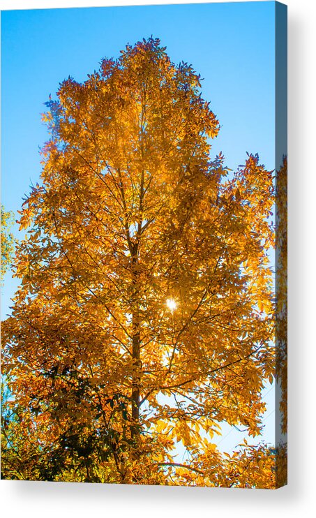 Fall Acrylic Print featuring the photograph Fall Tree by Parker Cunningham