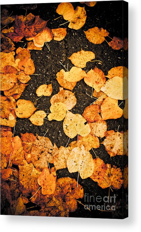 Abstract Acrylic Print featuring the photograph Fallen leaves by Silvia Ganora