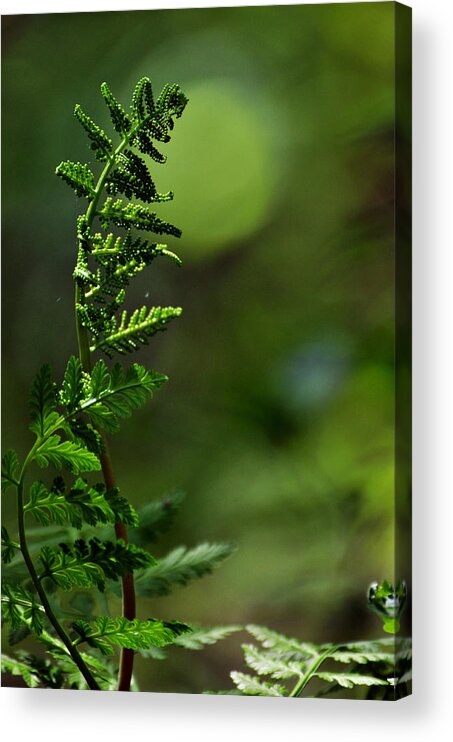 Fern Acrylic Print featuring the photograph Fern Song by Rebecca Sherman