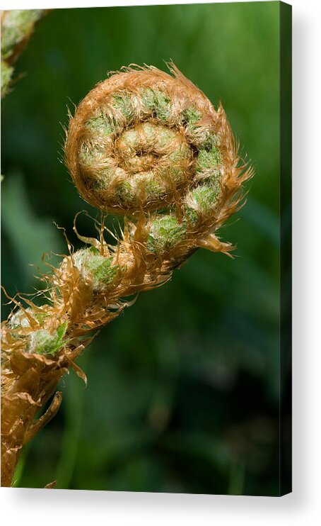 Botany Acrylic Print featuring the photograph Fiddlehead by Nigel Cattlin