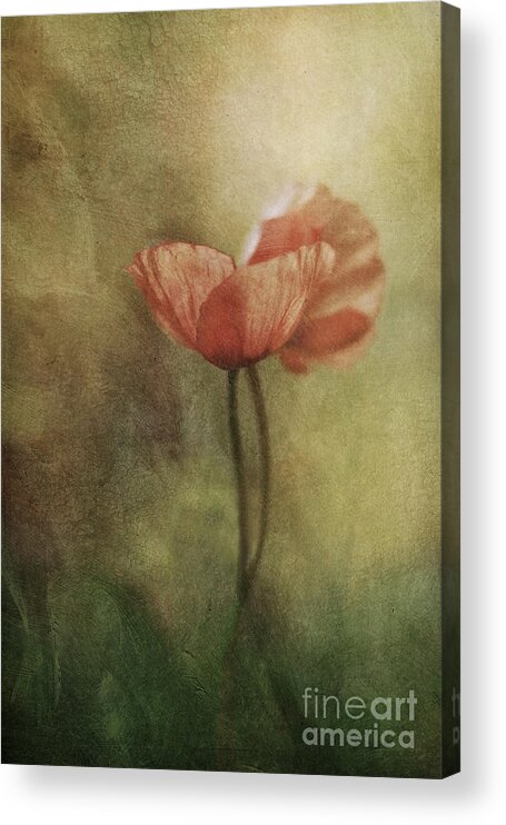 Poppy Acrylic Print featuring the photograph Fields of love by Maria Ismanah Schulze-Vorberg