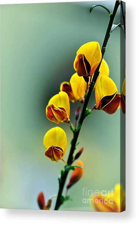 Photography Acrylic Print featuring the photograph Flame Pea by Kaye Menner