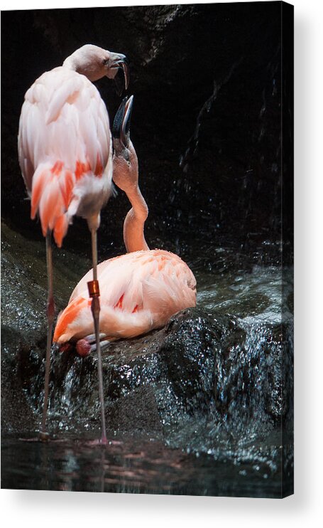 Flamingo Acrylic Print featuring the photograph Flamingo Love by Mike Lee