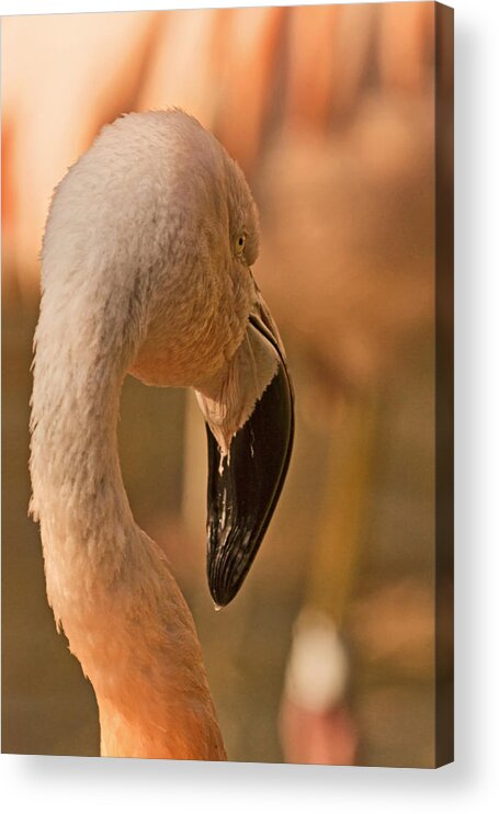 American Flamingo Acrylic Print featuring the photograph Flamingo on a Fall Day by Theo OConnor
