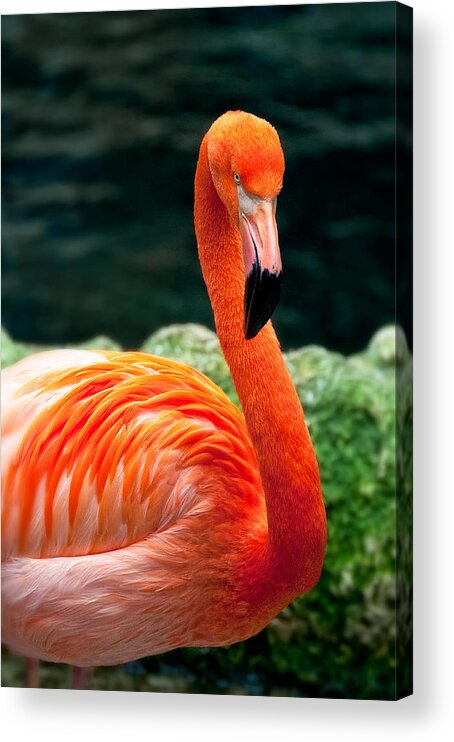 Flamingo Acrylic Print featuring the photograph Flamingo Posing by Joe Ownbey