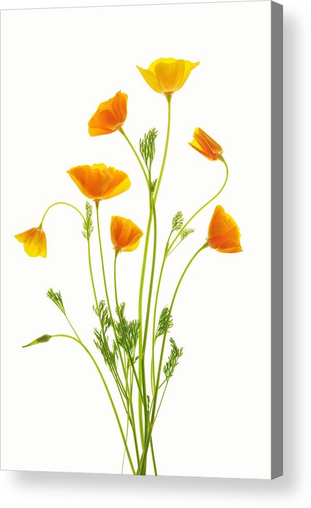 Flowers Acrylic Print featuring the photograph Fleurs d'oranger by Leda Robertson