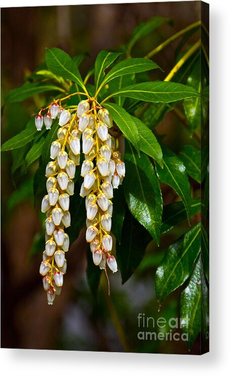 Pieris Japonica Acrylic Print featuring the photograph Floral Hanging Lanterns from Japan by Byron Varvarigos