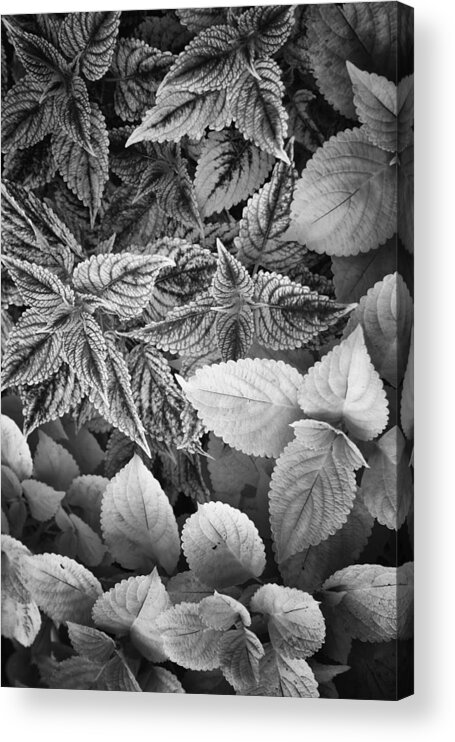 Biltmore Estate Acrylic Print featuring the photograph Floral Tones at Biltmore by Ben Shields