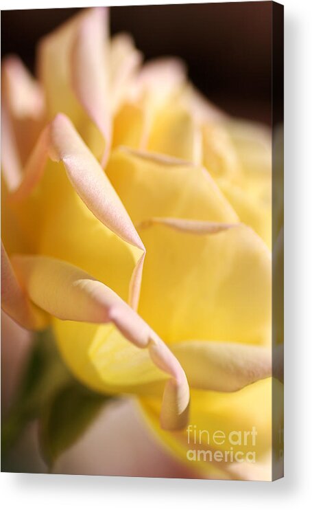 Floribunda Rose Acrylic Print featuring the photograph Flower-bright Yellow-rose With Pink by Joy Watson