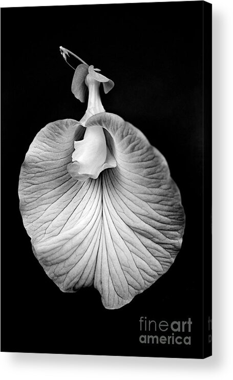 Flower Acrylic Print featuring the photograph Flower_1 by Russell Brown