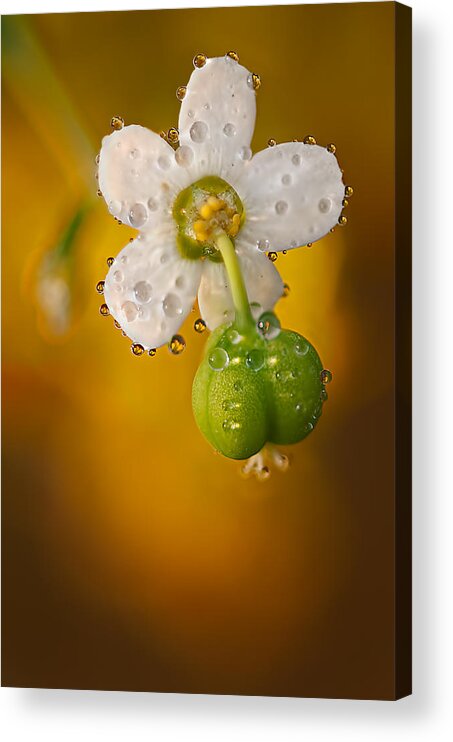 2012 Acrylic Print featuring the photograph Flowering Spurge by Robert Charity