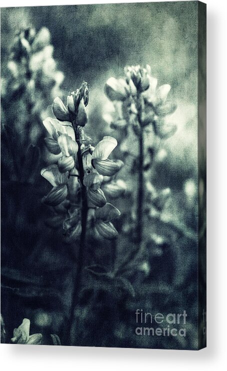 Monochromatic Acrylic Print featuring the photograph Arctic Lupines by Priska Wettstein