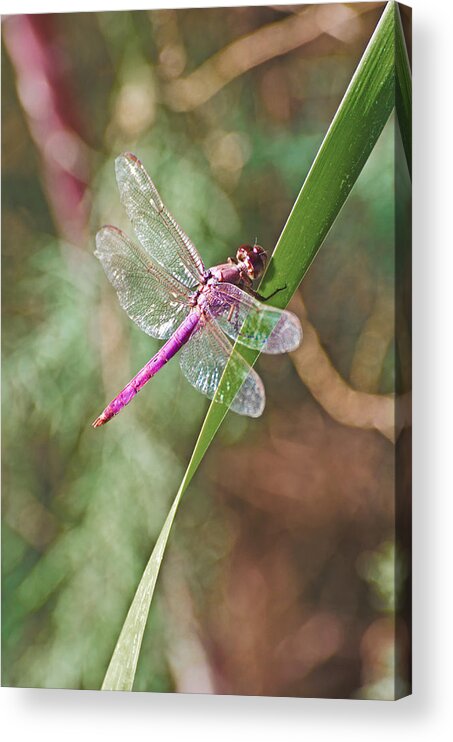 Red Acrylic Print featuring the photograph Fluttery by Jean Booth